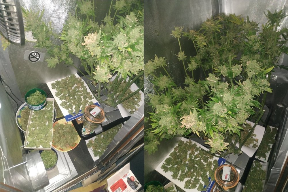 1398947752_LamictalweedSharkshocketCriticalFINRECOLTE.thumb.jpg.a4ee5a68db52e88138e6b0a1d0c53435.jpg