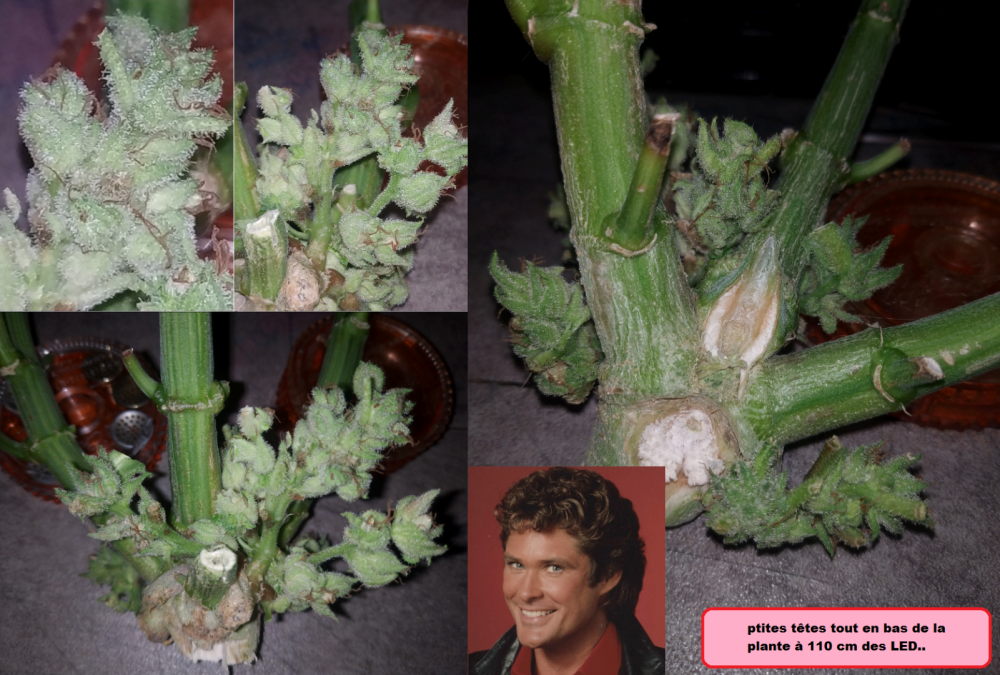 406546559_LamictalweedSharkshockDinafemNFTptitette110cmdesLEDISLED20232024.thumb.png.5099cdbf521f9b55b3f94a5eb191bcf8.png