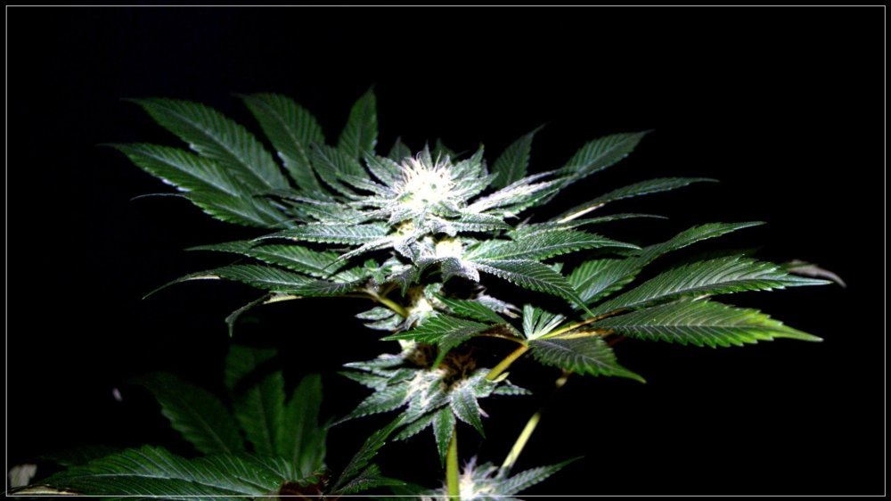 FLO42_Tonton_Vader_1.jpg