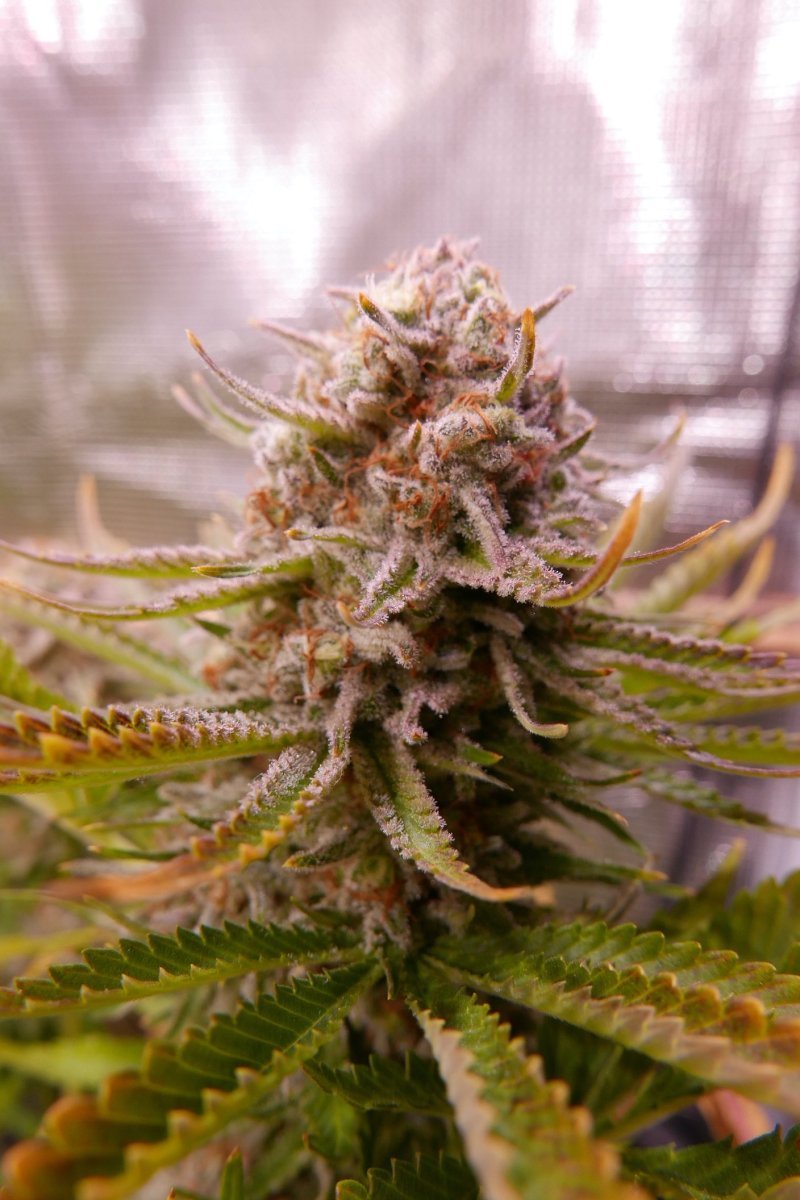large.1260871060_121269orangecandyapex.J