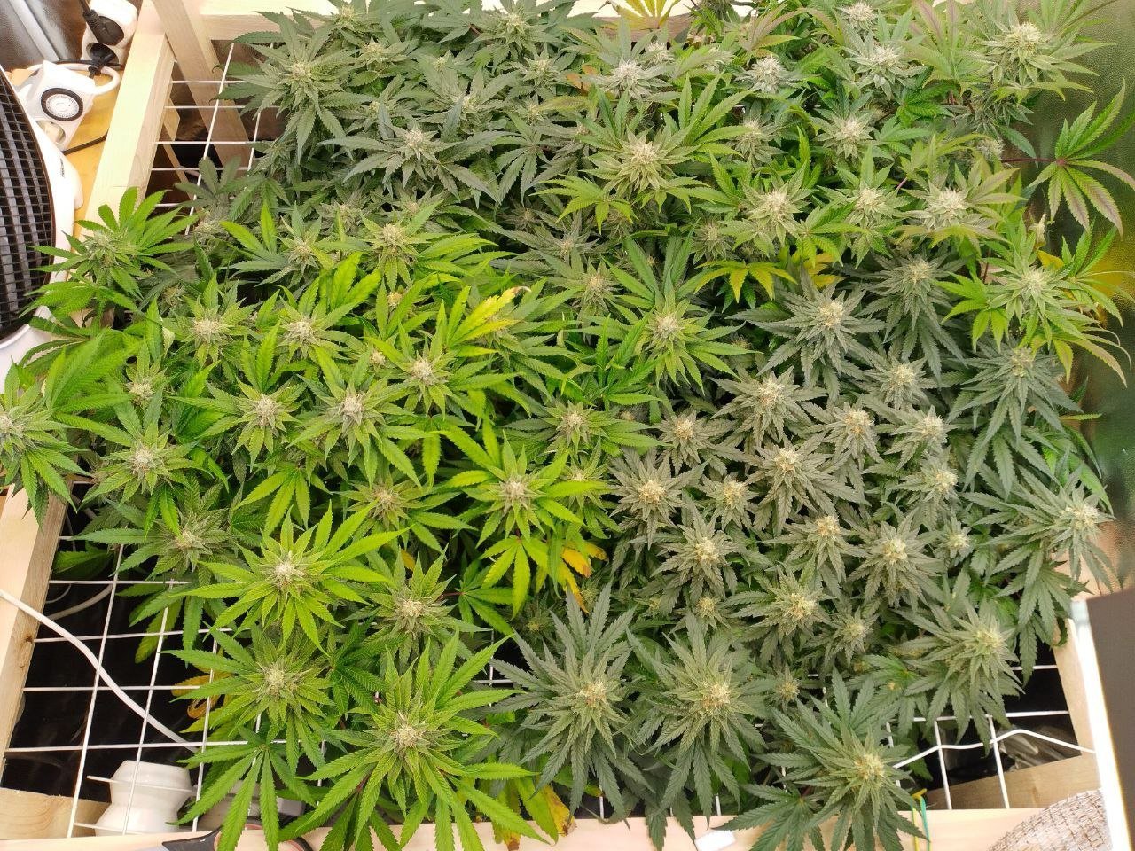 Premier scrog