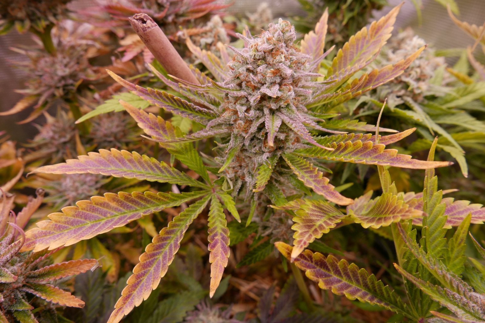 large.924828072_121266orangecandybud.JPG