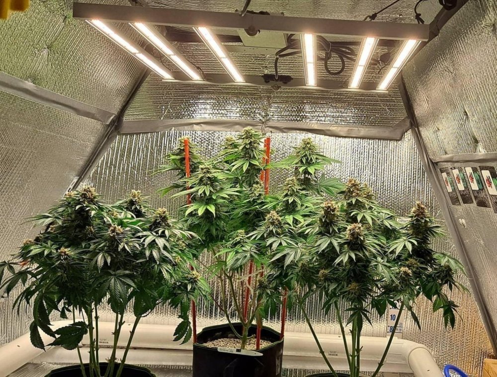 plant.jpg