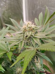 Zkittlez 1 f+25