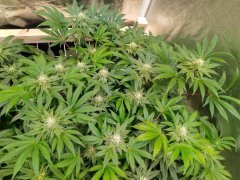 Zkittles 1