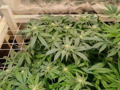 Critical 1