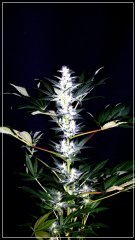 FLO+42 Skunk#1.JPG