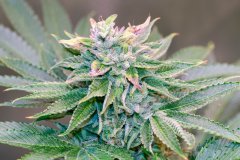 12-12 +52 Mango MelonZ-6.jpg