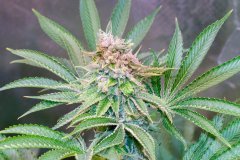 12-12 +52 Mango MelonZ-17.jpg