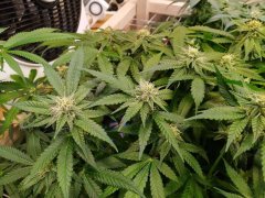 zoom zkittles 2