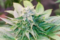12-12 +52 Road Dawg F2 2.jpg
