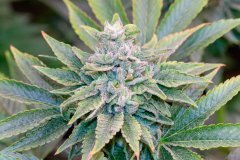 12-12 +52 Mango MelonZ-12.jpg
