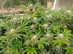 Zkittlez 1  F+20