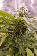 1212 +46 Ripper Haze apex.JPG