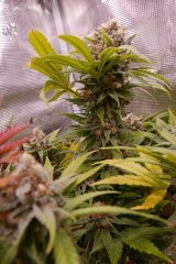 1212 +66 ripper haze.JPG