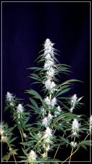 FLO+42 Master-Kush.JPG