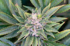 12-12 +52 Mango MelonZ-3.jpg