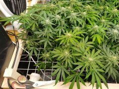 Zkittles 2
