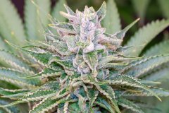12-12 +52 Mango MelonZ-13.jpg