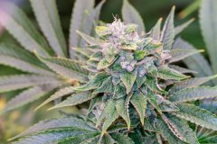 12-12 +52 Mango MelonZ-2.jpg