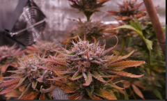 1212 +66  nepal jam bud.png