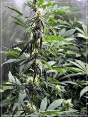 FLO+28 Master Kush.jpg