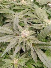 Critical 1  f+25