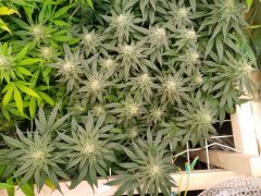 Critical 2  F+20