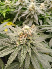 Critical 2  f+25
