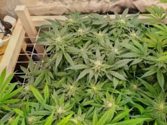Critical 1  F+20