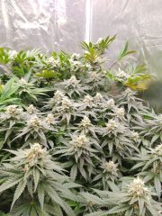 Critical 2  f+25