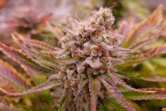 1212 +69 orange candy bud.JPG