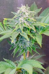 12-12 +52 Road Dawg F2 3.jpg