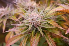 1212 +46  Nepal Jam bud.JPG