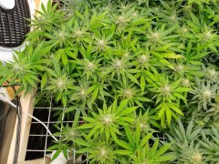 Zkittlez 2  F+20