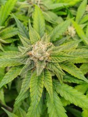 Zkittlez 2  f+25