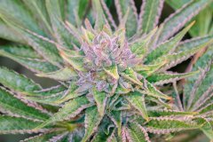 12-12 +52 Mango MelonZ-15.jpg