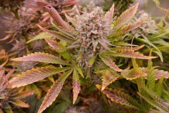 1212 +66 orange candy bud.JPG