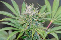 12-12 +52 Mango MelonZ-14.jpg
