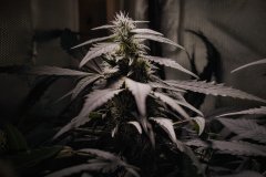 Skunk #1