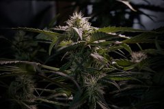 Skunk #1