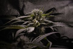 Skunk #1