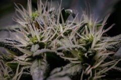 Skunk #1