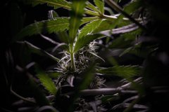 Skunk #1