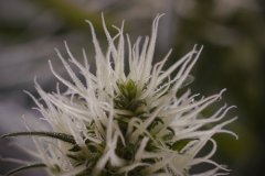 Skunk #1