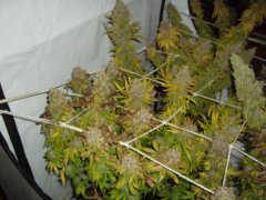 12/12 +87, Kosher Kush