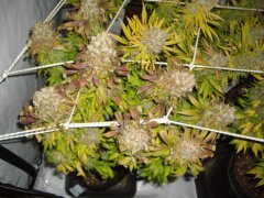 12/12 +87, Kosher Kush