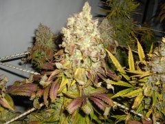 12/12 +87, Kosher Kush