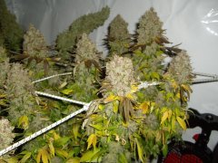 12/12 +87, Jack Herer