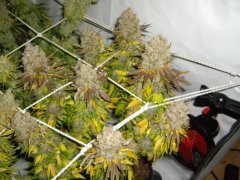 12/12 +87, Jack Herer